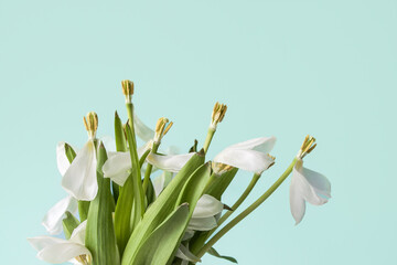 Fototapeta premium The flowers are arranged in a vase and are placed on a blue background. Scene is serene and peaceful, as the flowers are arranged in a simple