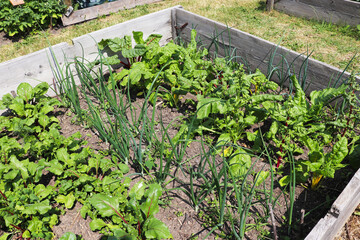 spring beds with young vegetables and herbs