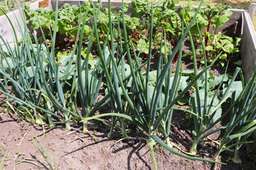 spring beds with young vegetables and herbs