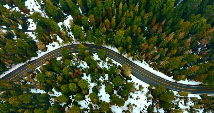 Winter in the pine tree forest. Red car goes slowly by the road crossing the wood. Mount Rainer National park, Washington State, the USA.