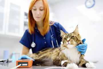 Vet measures a tomcat's blood pressure. Veterinarian doctor examining a Maine Coon cat at veterinary clinic. Pet health. - 785739082