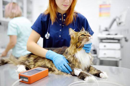 Vet measures a tomcat's blood pressure. Veterinarian doctor examining a Maine Coon cat at veterinary clinic. Pet health.