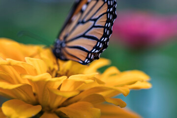 butterfly on flower