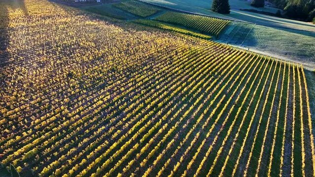 Aerial: An Expansive Vineyard Bathed In The Warm Glow Of Sunset, Featuring Neat Rows Of Grapevines Encircling A Stately Home. - Sherwood, Oregon