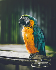 blue and yellow macaw ara © Vilmos