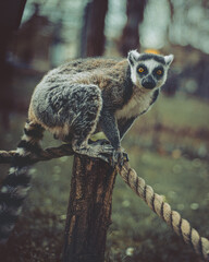 Lemur on a fence vintage style