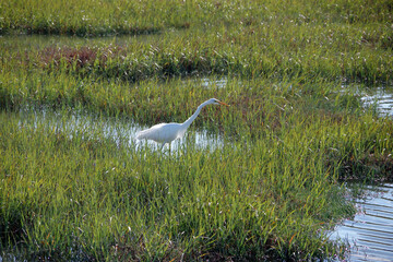 Fototapeta premium Great white egret in California coastal wetlands