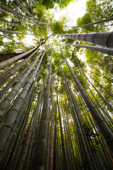 Kyoto Bamboo forest - obrazy, fototapety, plakaty