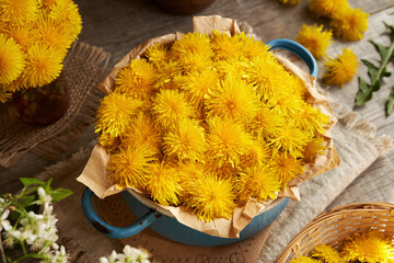 Yellow dandelion flowers harvested in spring in a blue pot on a table - ingredient for herbal syrup