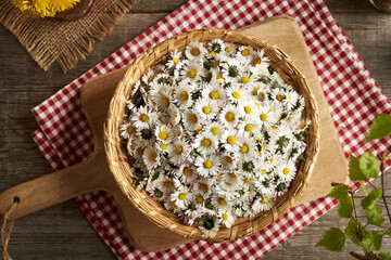 Wicker basket full of common daisy flowers - ingredient for herbal syrup