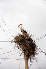 stork in nest