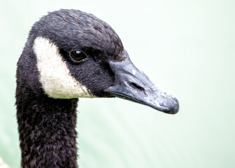 Canada Goose (Branta canadensis) - Found across North America and parts of Europe & Asia - 785742219