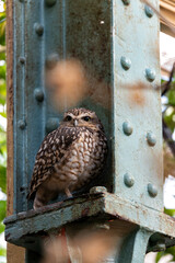 Burrowing Owl (Athene cunicularia) - Found in grasslands and open areas of western North & South America