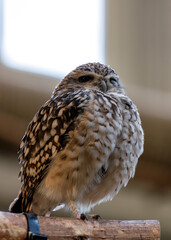 Burrowing Owl (Athene cunicularia) - Found in grasslands and open areas of western North & South America