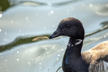 Canada Goose (Branta canadensis) - Found across North America and parts of Europe & Asia