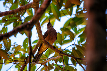Clay-colored Thrush (Turdus grayi) - Common Middle American bird, national bird of Costa Rica