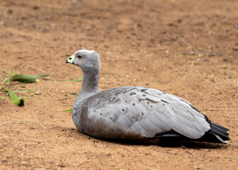 Cape Barren Goose (Cereopsis novaehollandiae) - Endemic to southern coast of Australia (Cape Barren Island & nearby islands)