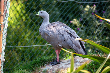 Cape Barren Goose (Cereopsis novaehollandiae) - Endemic to southern coast of Australia (Cape Barren Island & nearby islands)