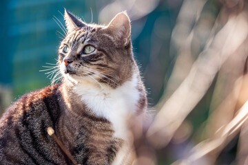 A brown tabby cat gazes left in sunlight on a bokeh background, luxurious fur texture evident,...