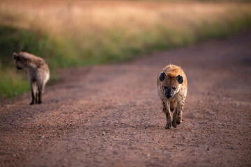 A pair of spotted hyenas walking on a marram road at Masai Mara National Reserve, Kenya
