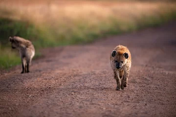 Foto op Canvas A pair of spotted hyenas walking on a marram road at Masai Mara National Reserve, Kenya © Soumabrata Moulick