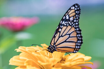 monarch butterfly on flower