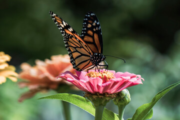 monarch butterfly on flower