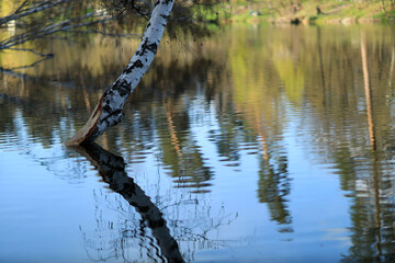 Birch trunk in the middle of the lake