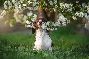 piebald dachshund sits under a blooming tree and holds a twig with flowers in its teeth cute photo...