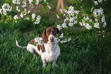 piebald dachshund sits under a blooming tree and holds a twig with flowers in its teeth cute photo...