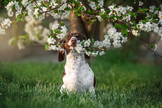 piebald dachshund sits under a blooming tree and holds a twig with flowers in its teeth cute photo of dogs in spring