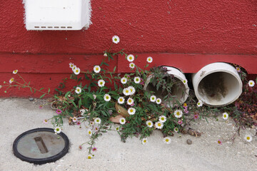 Small white daisies growing at the bottom of red building wall