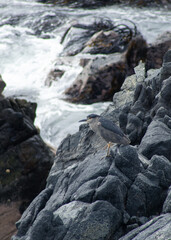 Huairabo en una roca