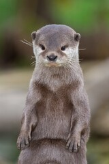 Portrait of an Asian small clawed otter (amblonyx cinerea) standing up