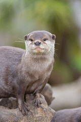 Portrait of an Asian small clawed otter (amblonyx cinerea)