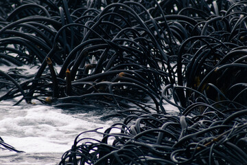 Algas negras en el mar