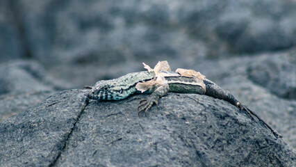 Lagarto cambiando de piel