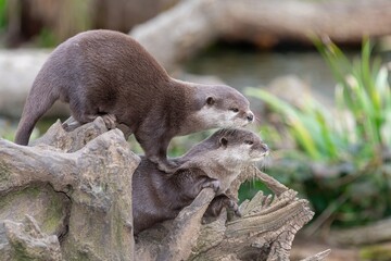 Portrait of a pair of Asian small clawed otters (amblonyx cinerea)
