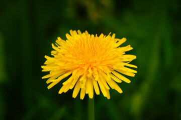 Taraxacum officinale Detailed view of a yellow dandelion flower head against a blurred green background