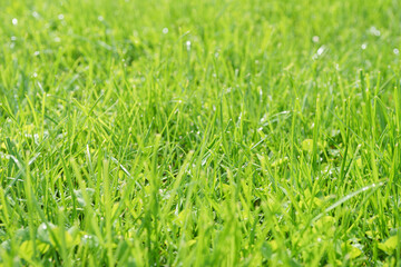 Green grass background texture. Green grass in meadow, field or lawn in spring on sunset. Natural plant , flora background, wallpaper, element of design. Ecology, environment concept.