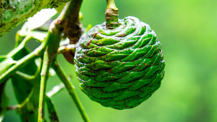 Agathis robusta (Dundathu pine, kauri pine, Queensland kauri, Australian kauri). This tree produces a high quality timber which was used for a variety of purposes such as cabinetmaking, joinery