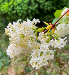 Two-tone lilac flowers . A sprig of whitish-yellow with a white border, a bush after rain with drops.