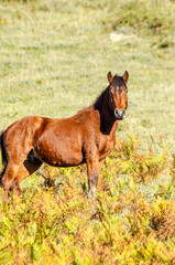 a garrano wild horses in the Peneda-Geres National Park, the only national park in Portugal.