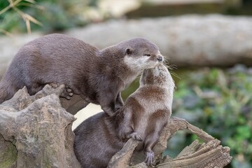 Portrait of a pair of Asian small clawed otters (amblonyx cinerea)