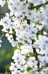cherry blossoms with white delicate flowers