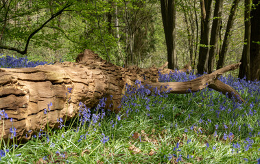 Fallen Log sits among a springtime carpet of Bluebells in an English Woodland