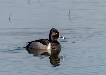 Male Ringed Necked duck