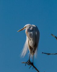 White Egret