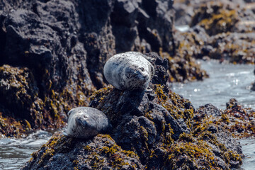 Harbor seals on rocks
