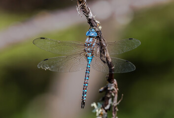 Blue Damselfly Dragonfly